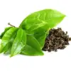 Tea Extract